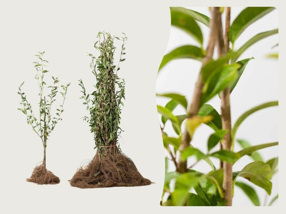 Planter des racines nues : quels sont les avantages et comment faire ? image