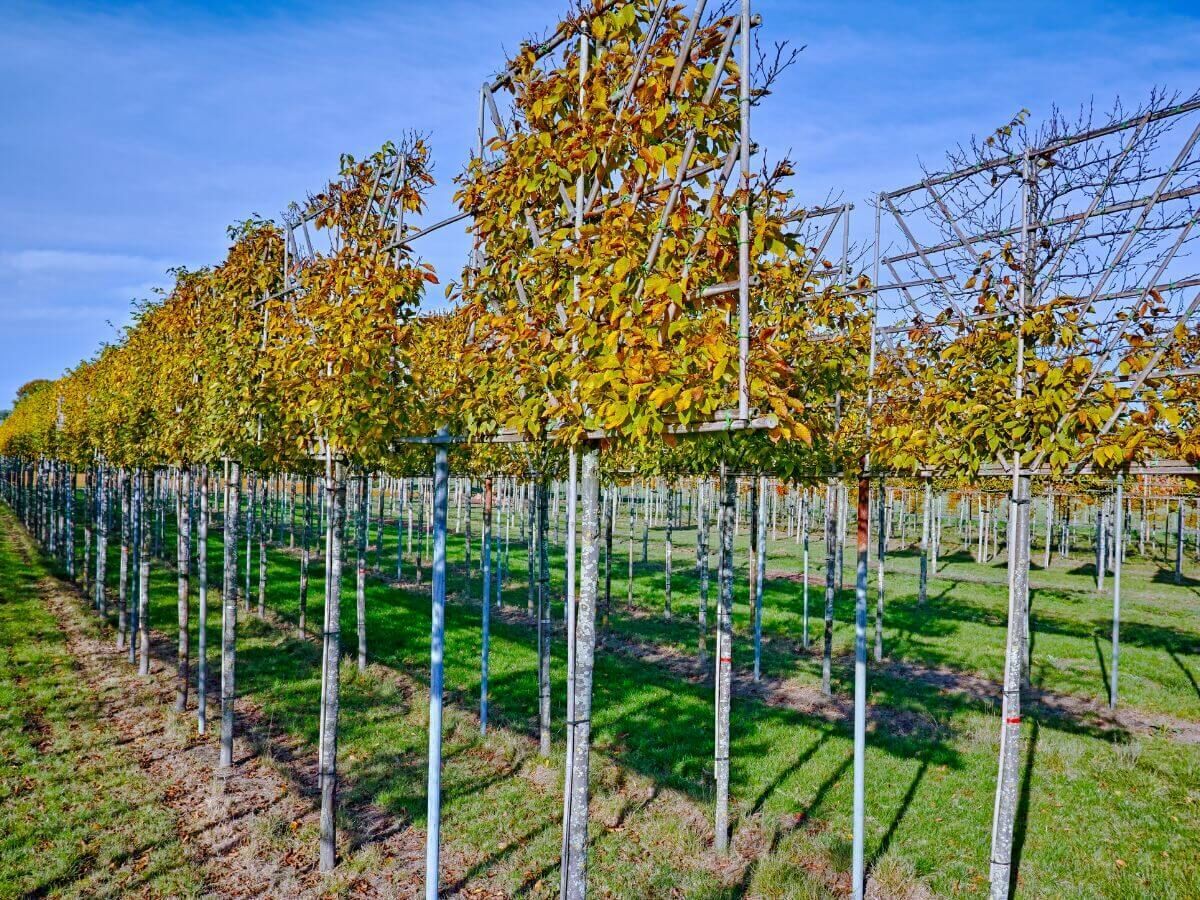 Plan étape par étape pour la plantation de palissiers sur tige
