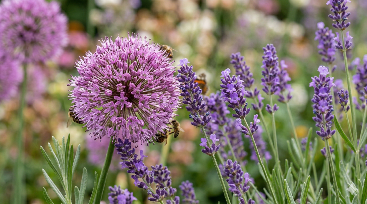 Top 5 des Plantes Vivaces Violettes image