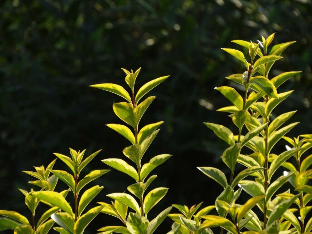 Si vous ne voulez pas de plantes de haies nues, choisissez des haies à feuilles.