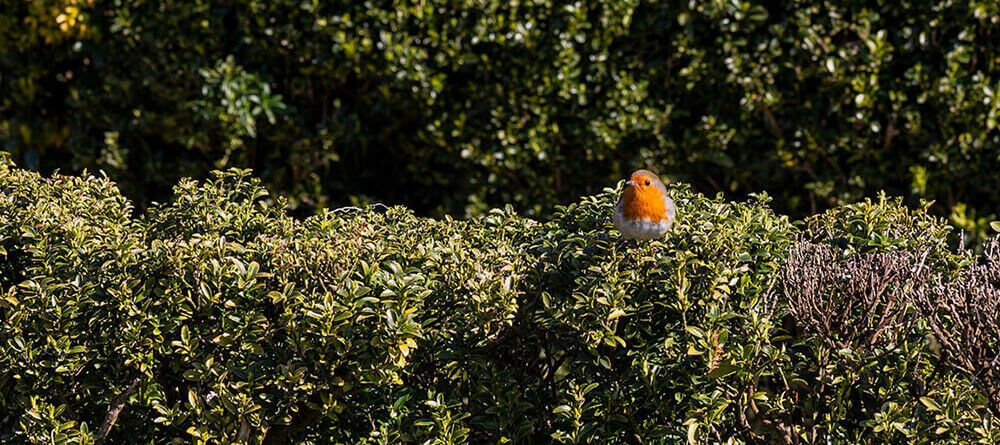 Une haie pleine de vie : des haies qui aiment les oiseaux dans votre jardin