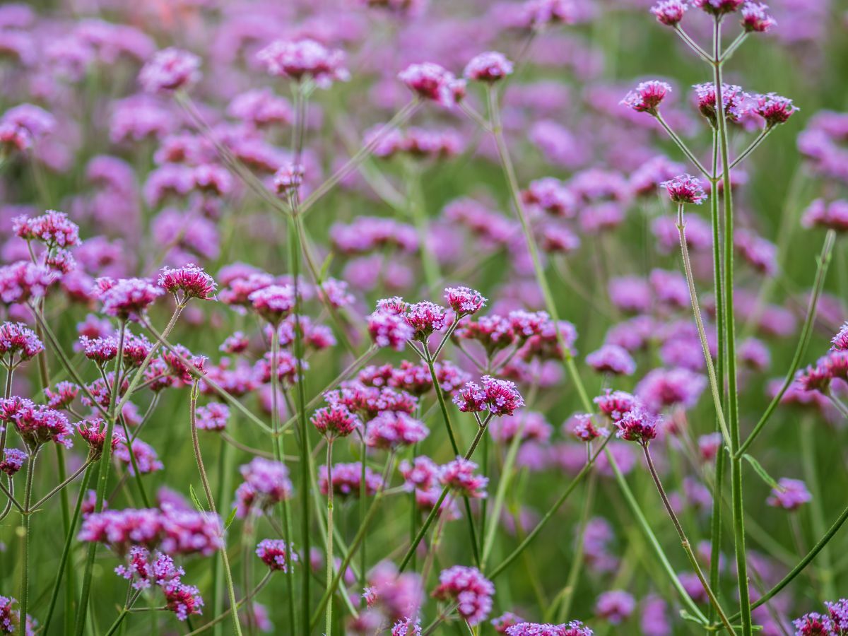Top 7 plantes de prairie pour un jardin naturel image