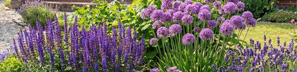 Top 5 des Plantes Vivaces Violettes image