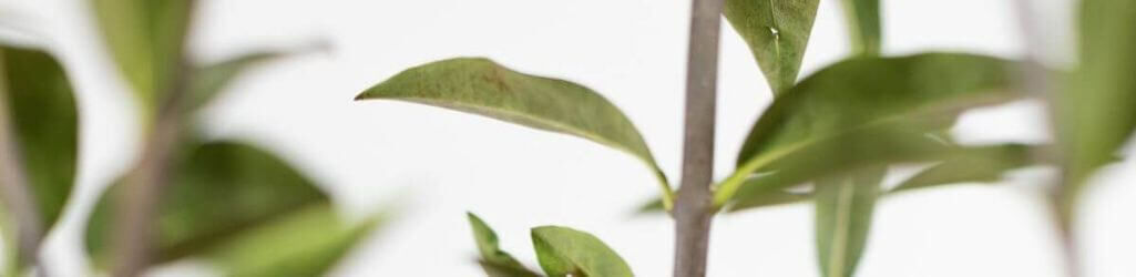 Planter des racines nues : quels sont les avantages et comment faire ? image