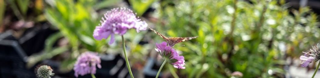 Top 7 des plantes pour les abeilles et les papillons image