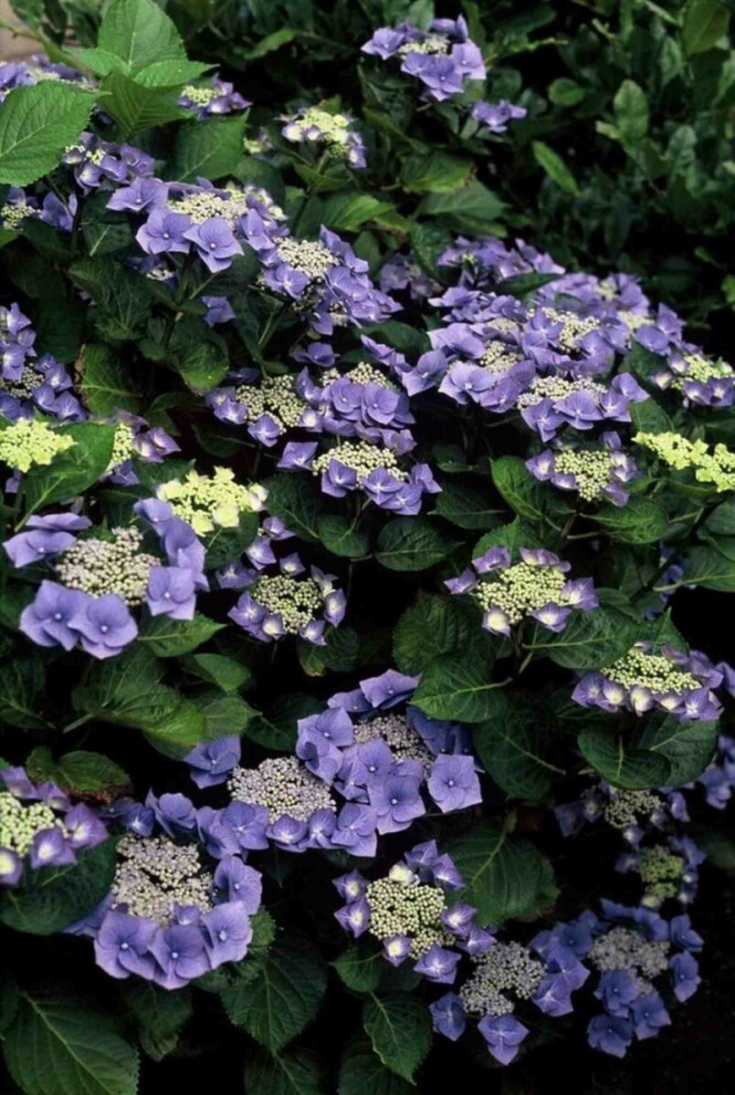 Plantes et haies adaptées aux animaux de compagnie : quelques idées pour un jardin sûr image