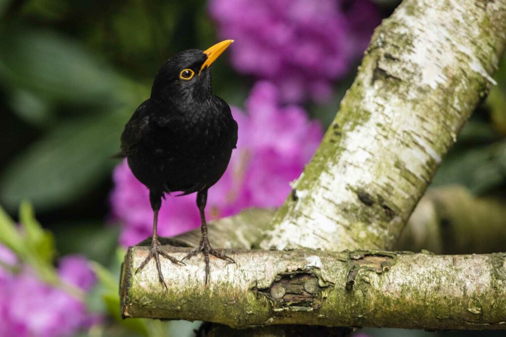 Créez votre propre jardin à l’anglaise
