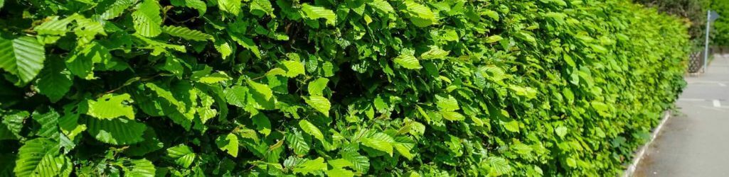Planter des racines nues : quels sont les avantages et comment faire ? image
