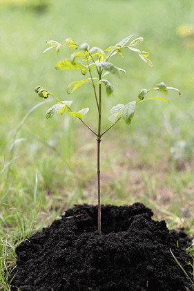 Quelles plantes de haies peuvent être multipliées?