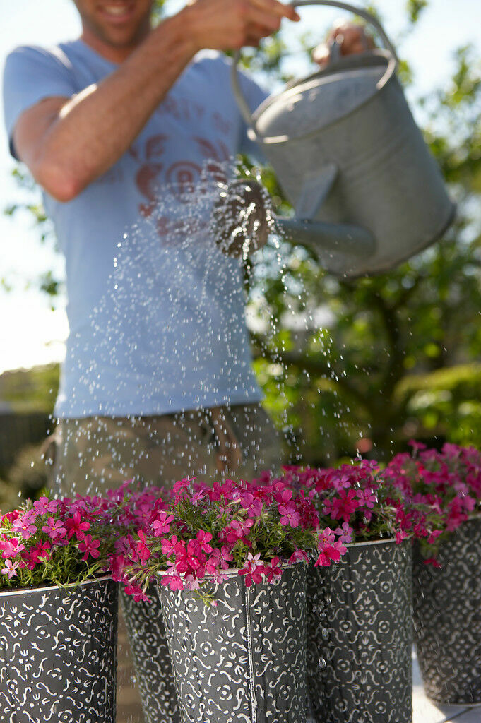 Arrosage des plantes