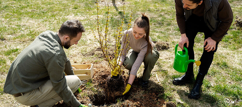 Plantation d’arbres en automne : arbres ordinaires ou greffés