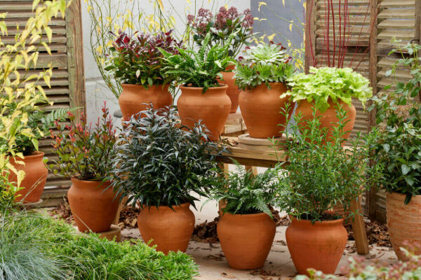 <b>Top 10 plantes de terrasse et de balcon</b>