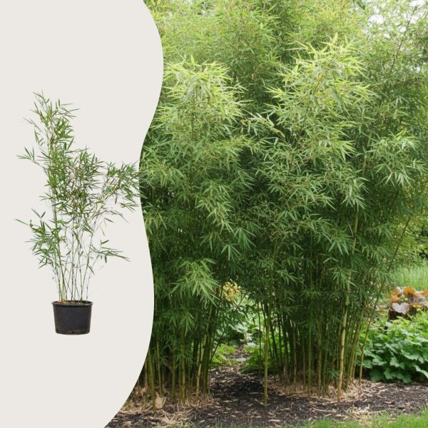 Fargesia robusta 'Campbell'