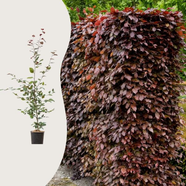 Fagus sylvatica 'Purpurea'