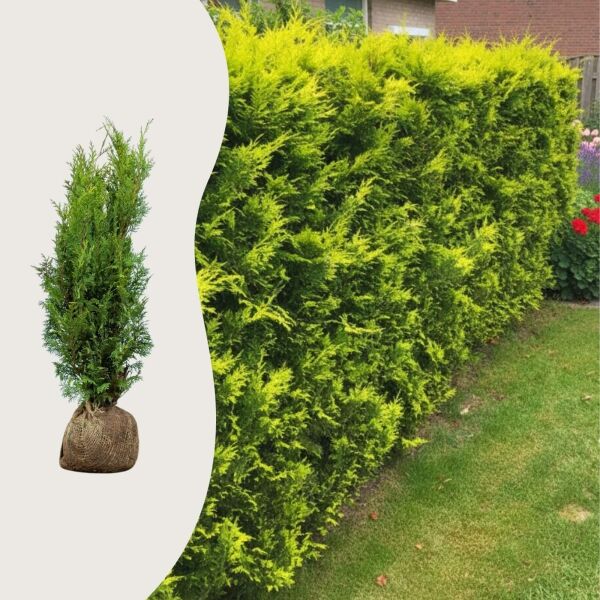 Cyprès de lawson 'Ivonne'