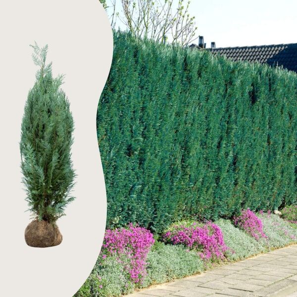 Cyprès de lawson 'Glauca'