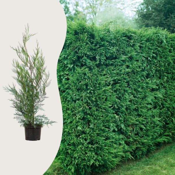 Cyprès de leyland '2001'