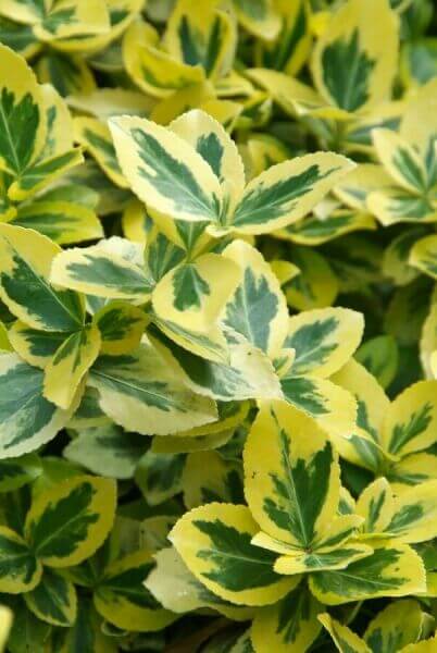 Plantes de balcon résistantes