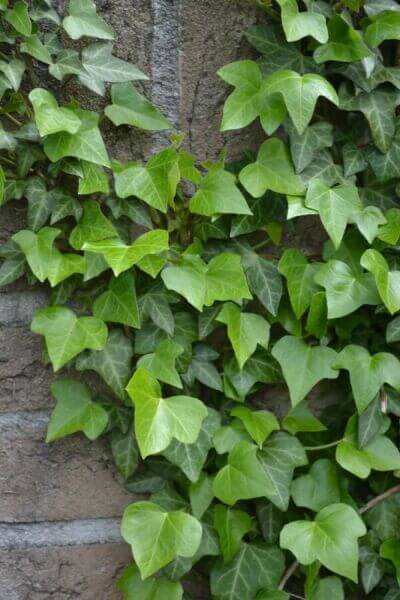 Plantes grimpantes à feuilles persistantes