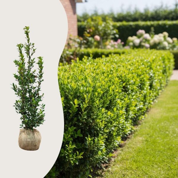 Ilex ‘Blue Maid’