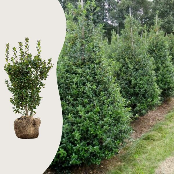 Ilex ‘Blue Prince’