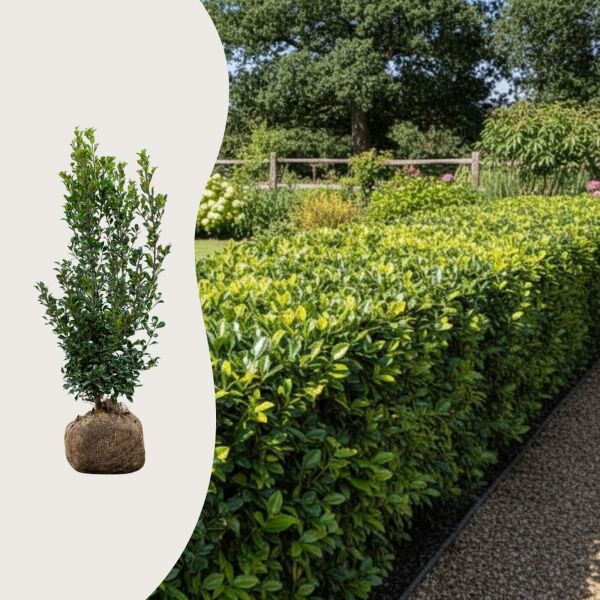 Ilex ‘Heckenstar’