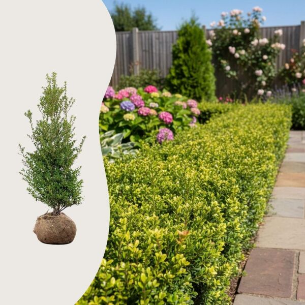 Ilex crenata 'Blondie'