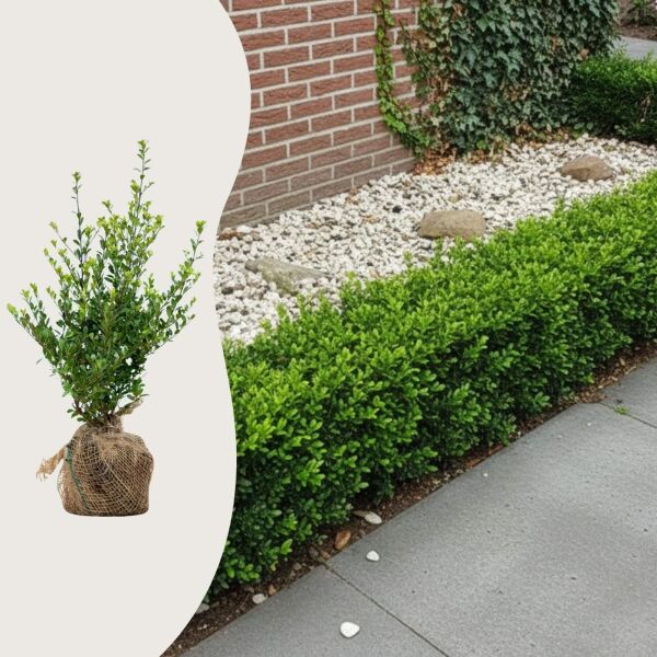 Ilex crenata 'Dark Green'