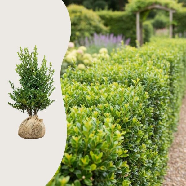 Ilex maximow. 'Kanehirae'