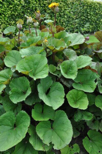 Plantes à grandes feuilles