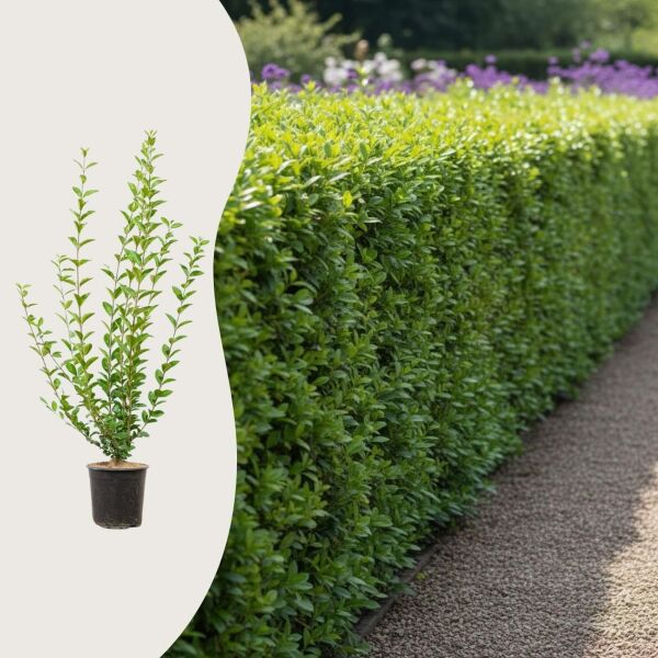 Ligustrum ovalifolium