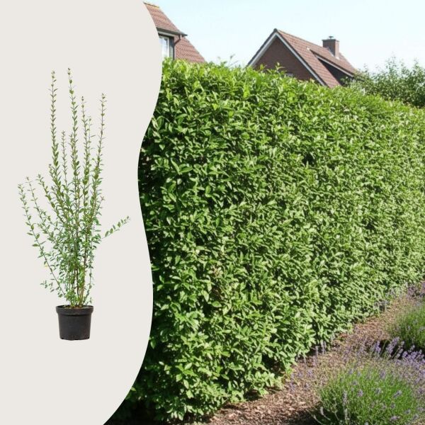 Ligustrum 'Atrovirens'