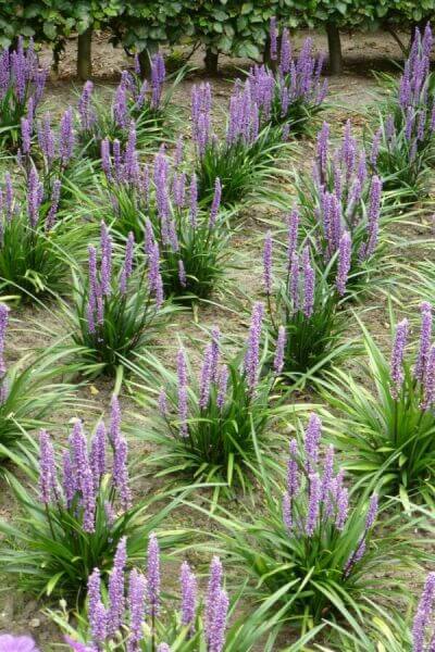 Plantes vivaces à feuilles persistantes