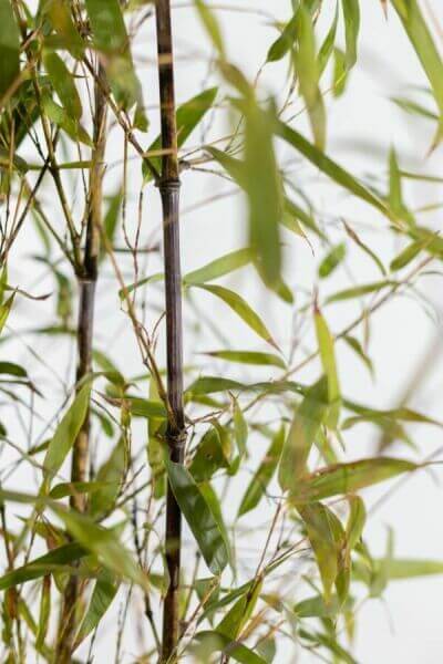 Phyllostachys nigra