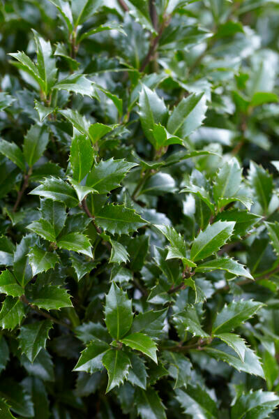 Ilex 'Heckenpracht'