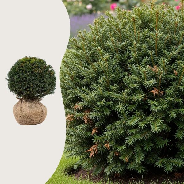 Taxus baccata Boule