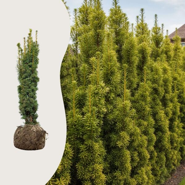 Taxus ‘Fastigiata Aurea’