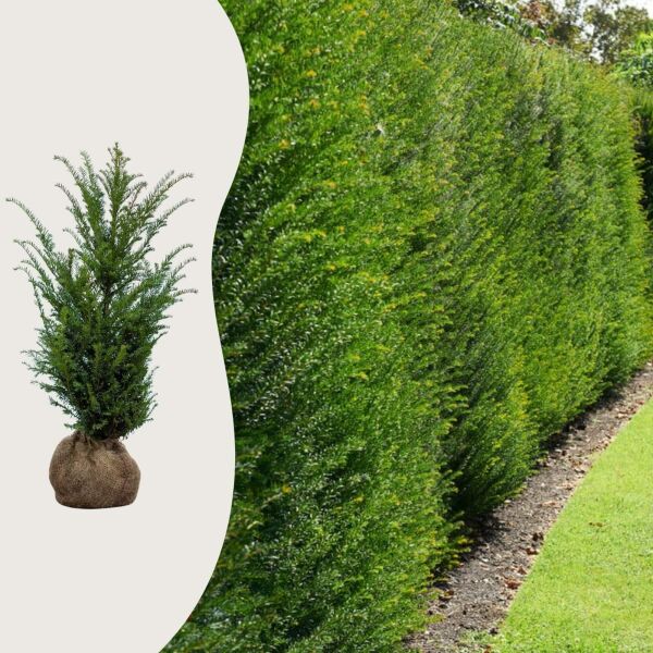 Taxus baccata