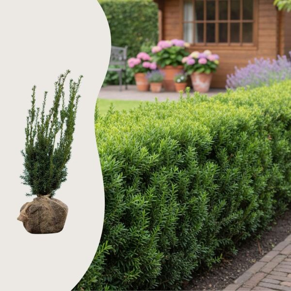 Taxus media ‘Hillii’