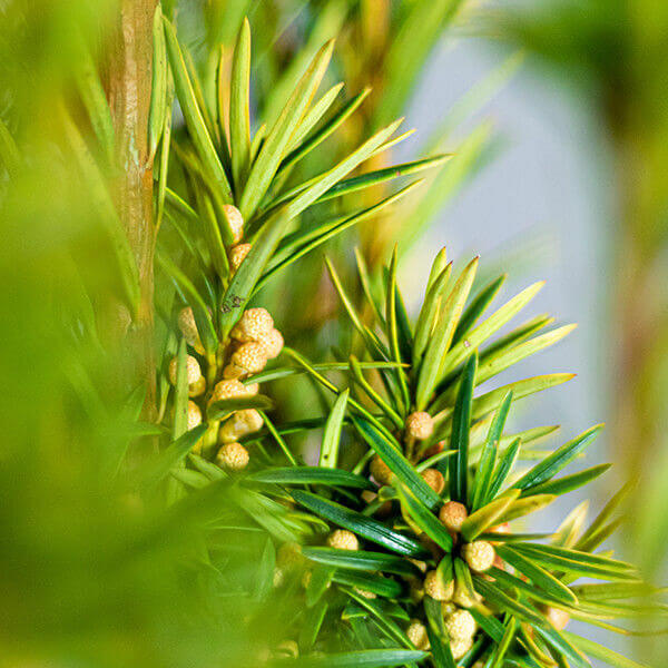 Taxus baccata 'David'