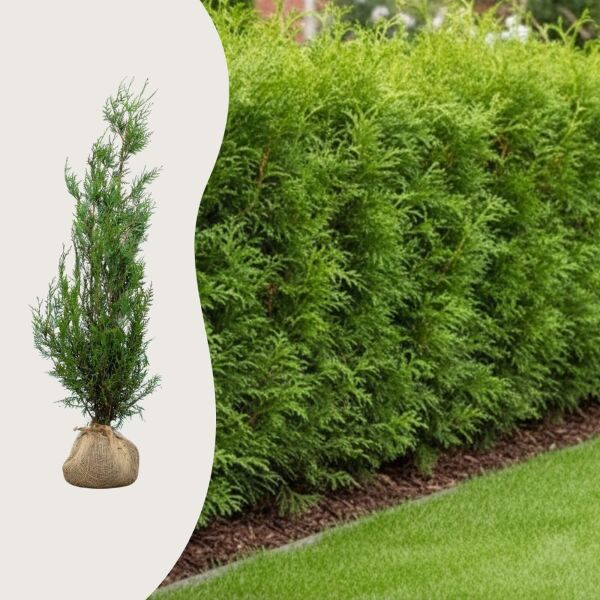 Thuja 'Atrovirens’