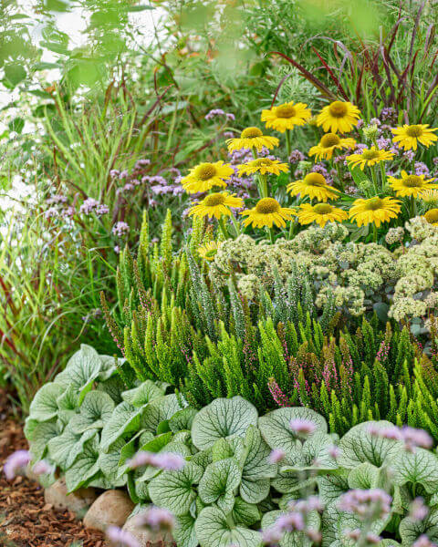 Plantes de bordure