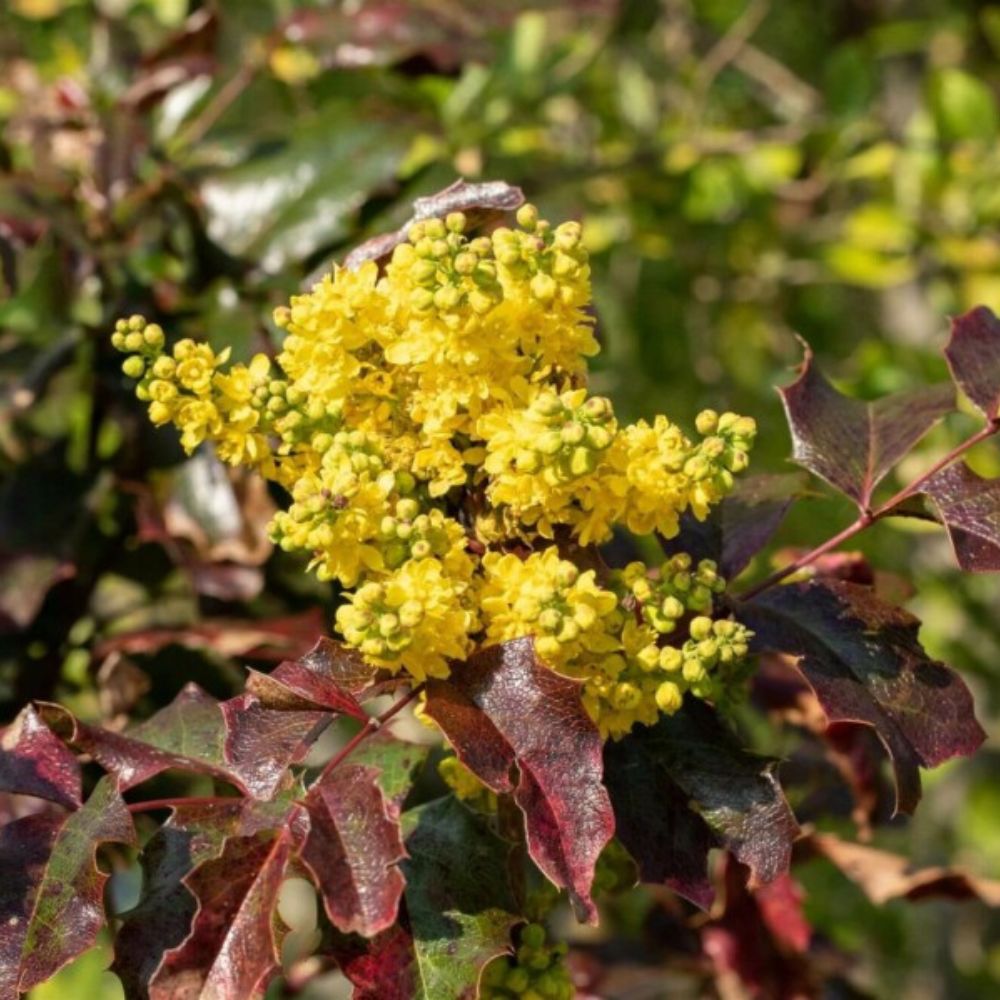 les plantes les plus populaires