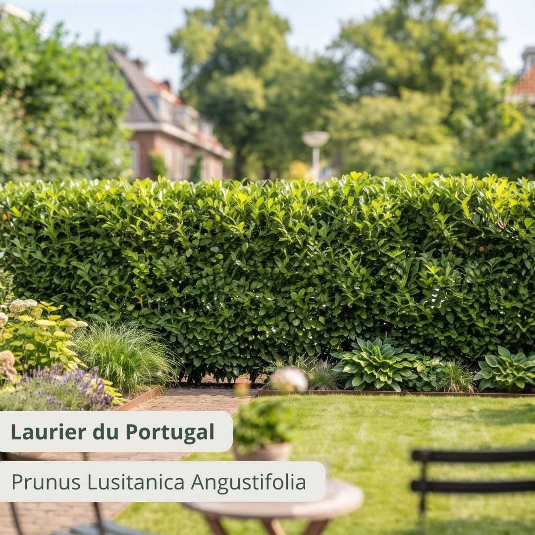 Laurier du Portugal