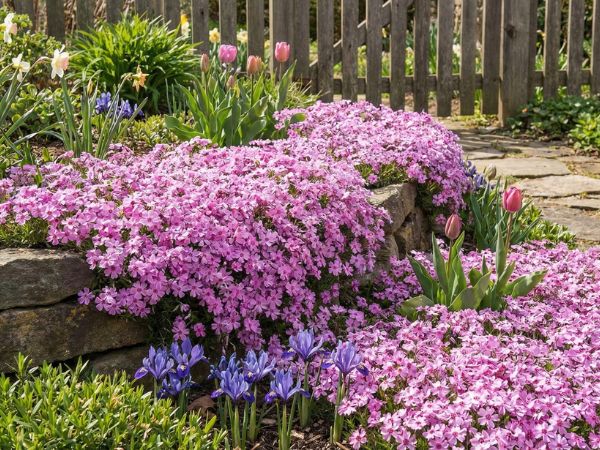 Tuinieren in het voorjaar